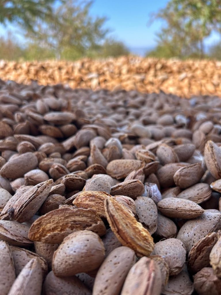 Badem - Yenisu Yayla Diş Bademi - 500 gr