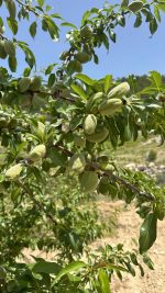 product-image-1743798472-7399